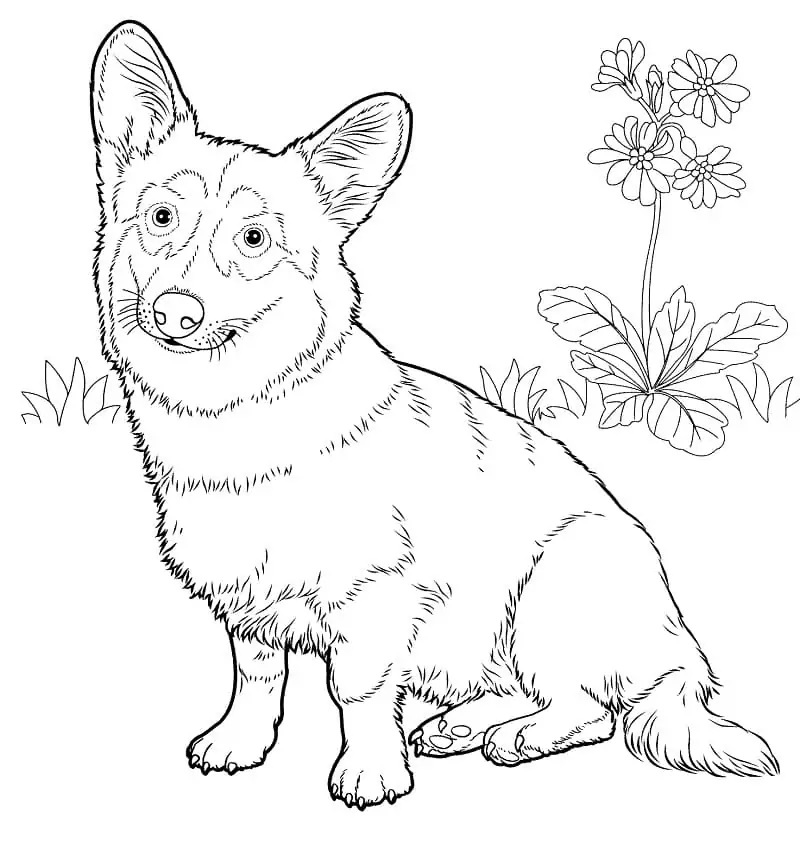 Corgi Coloring Page